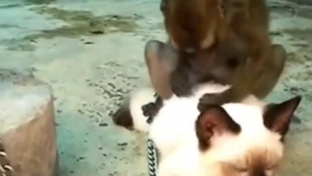 cat harassed by monkey