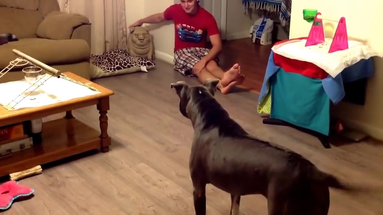 Pit bull protects owner from vicious evil boar