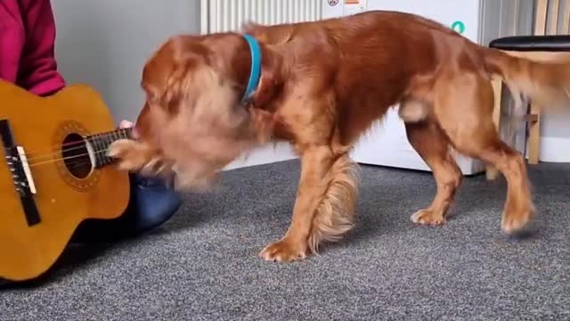 Having fun playing his guitar! dog pointer #dogs #Wild_Creatures