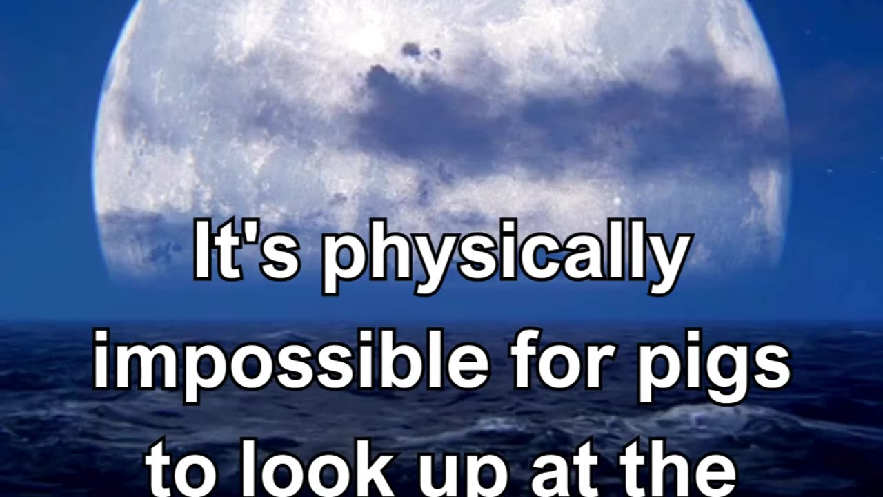 It's physically impossible for pigs to look up at the sky.