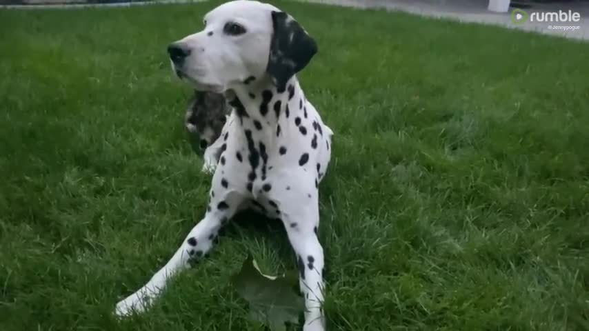 Kitten's first outdoor adventure with Dalmatian buddy on the watch