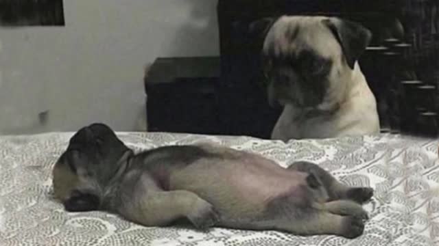 You will Laugh while Watching Dog Video