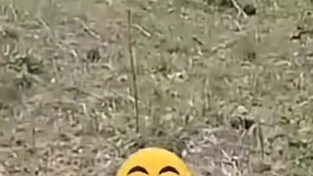Funny and cute videos