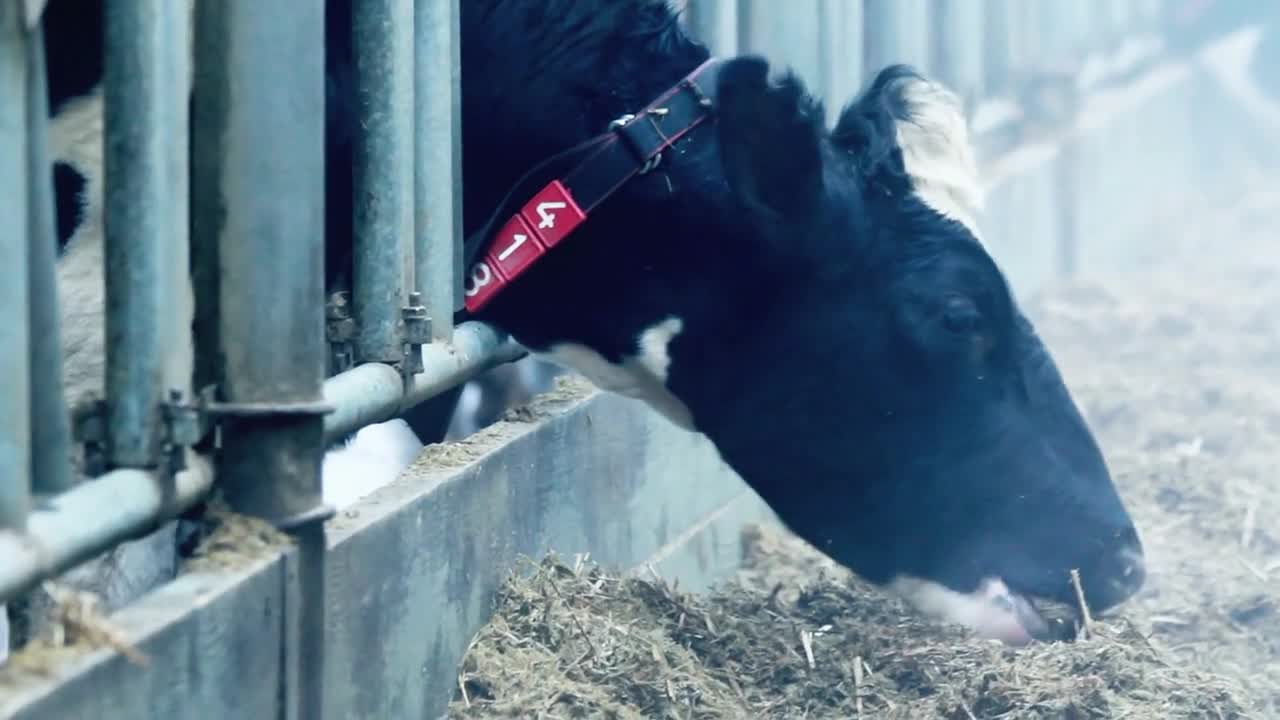 Cow on a dairy farm eating hay. Milk cow feeding. Closeup of cow in a farm barn. Modern farm