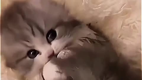 very cute kitten🥰🥰🥰🥰🥰