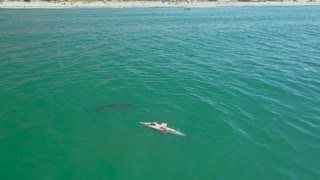 Great White Sharks Feast on Dolphin