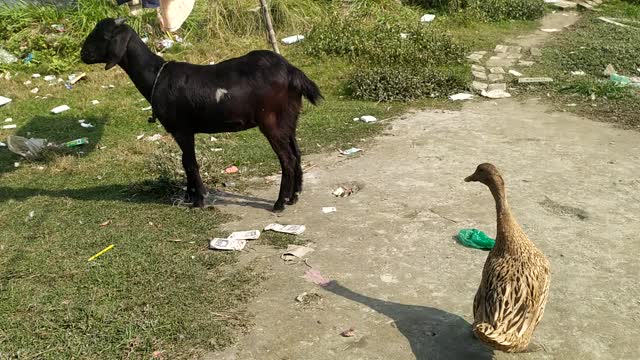 Ducks and goats