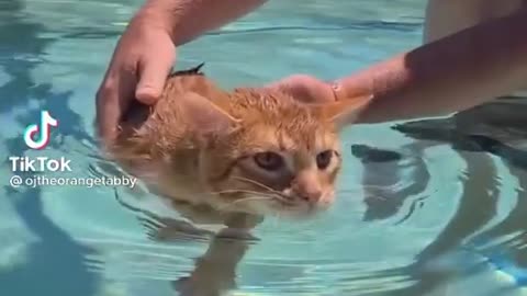 teaching to swim