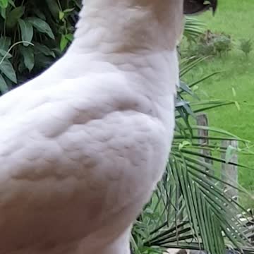 Cocky wants some feed