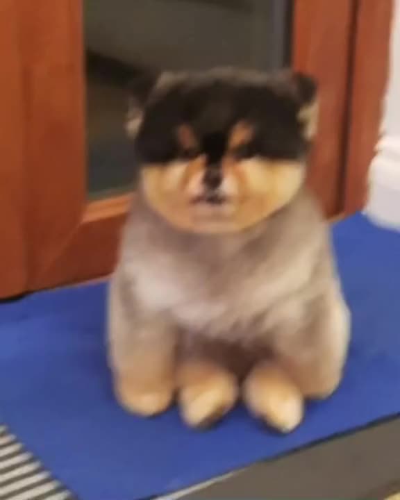 The cutest dog or teddy bear you will ever see.