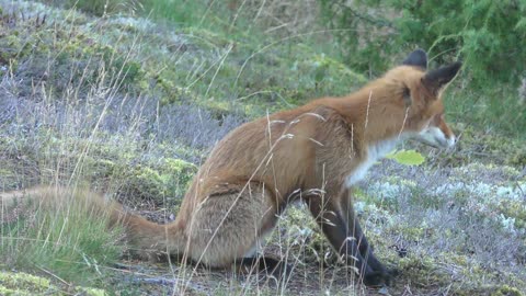 What a beautiful fox, have you ever seen a fox tail?