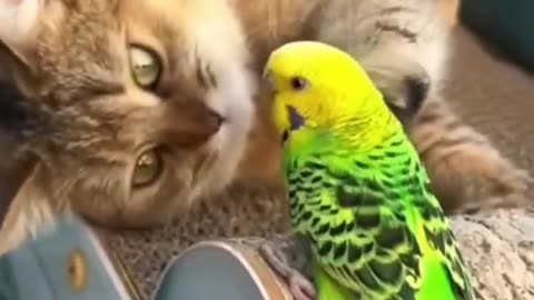 Funny video of cats cute cats🐱🐱