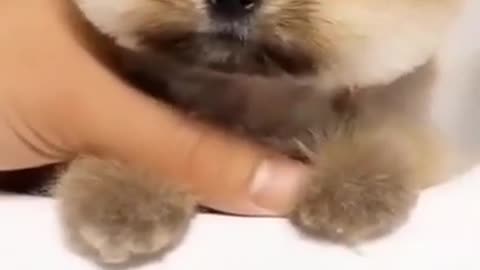 Newfoundland puppies adorably play.Funny Dog Video