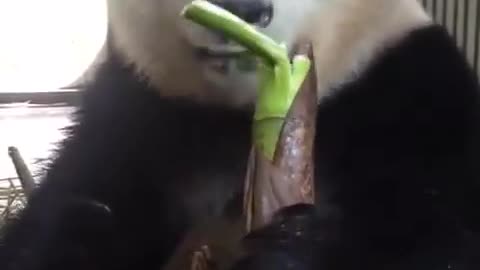 Panda snacking on Bamboo