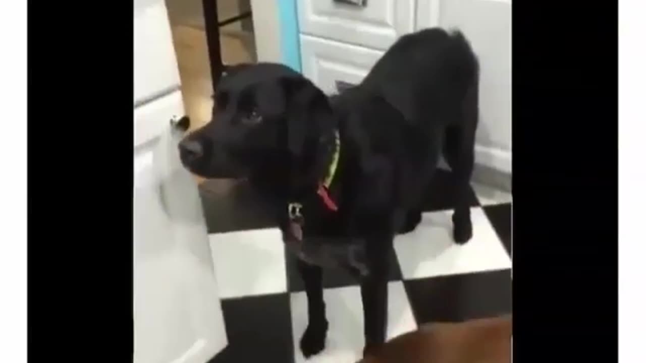 Dog FUNNY VIDEO 😂PART 6