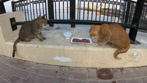 MICHAEL JACKSON & ED SHEERAN - Homeless cats in Ras Al Khaimah, UAE #cat #EdSheeran #MichaelJackson