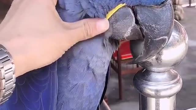 Parrot smart and funny parrots video 2022