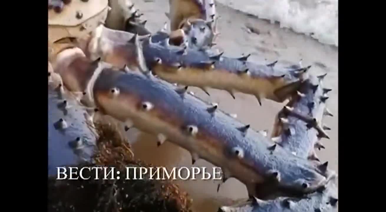 Huge Crab