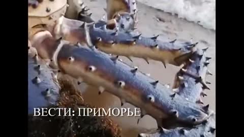 Huge Crab