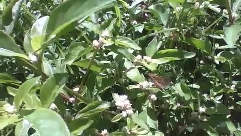 Borboleta anda entre as folhas e plantas durante o sol de tarde [Nature & Animals]