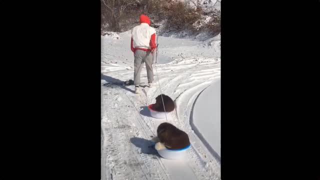 a cute puppy 3