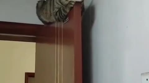 Cat funny moment video 🤣🤣