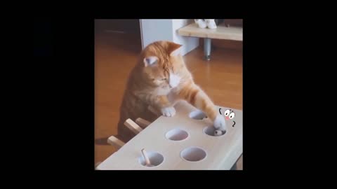 Funny Cat compilation moments