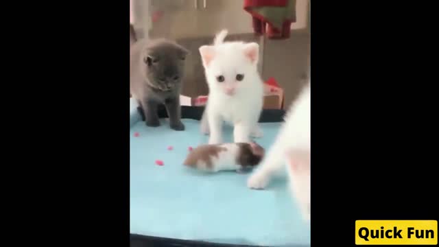 Dogs and Cats Very Funny Videos