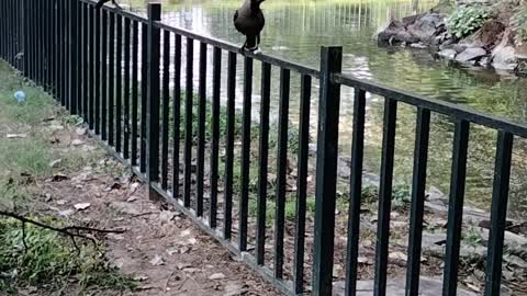 Bird Watching Video By Kingdom Of Awais