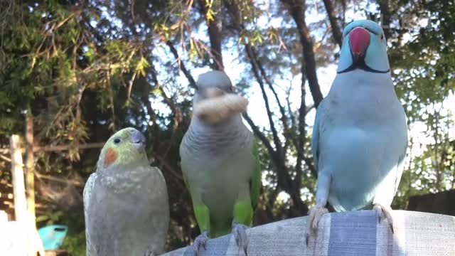 Animals Can Be Jerks Funny Videos