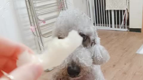 Bedlington Terrier