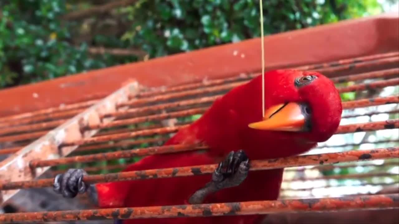 nice parrot