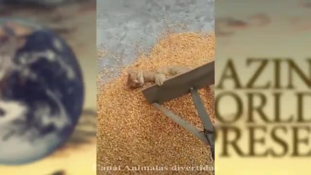 Videos muy DIVERTIDOS 🦜 de ANIMALES graciosos 🐱🐶