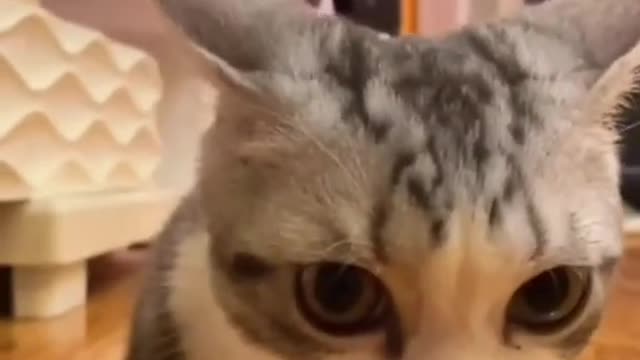 Baby Cats - Cute Little Kitten Videos