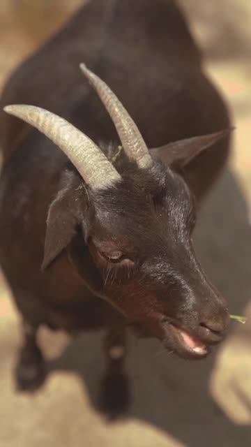 Dozens of baby goats - kids - jumping, yelling and playing | HD footage