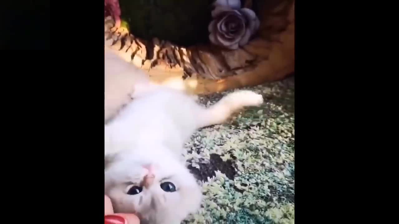 Cute And Funny Pets /// Try Not To Laugh To These Pets Compilation///