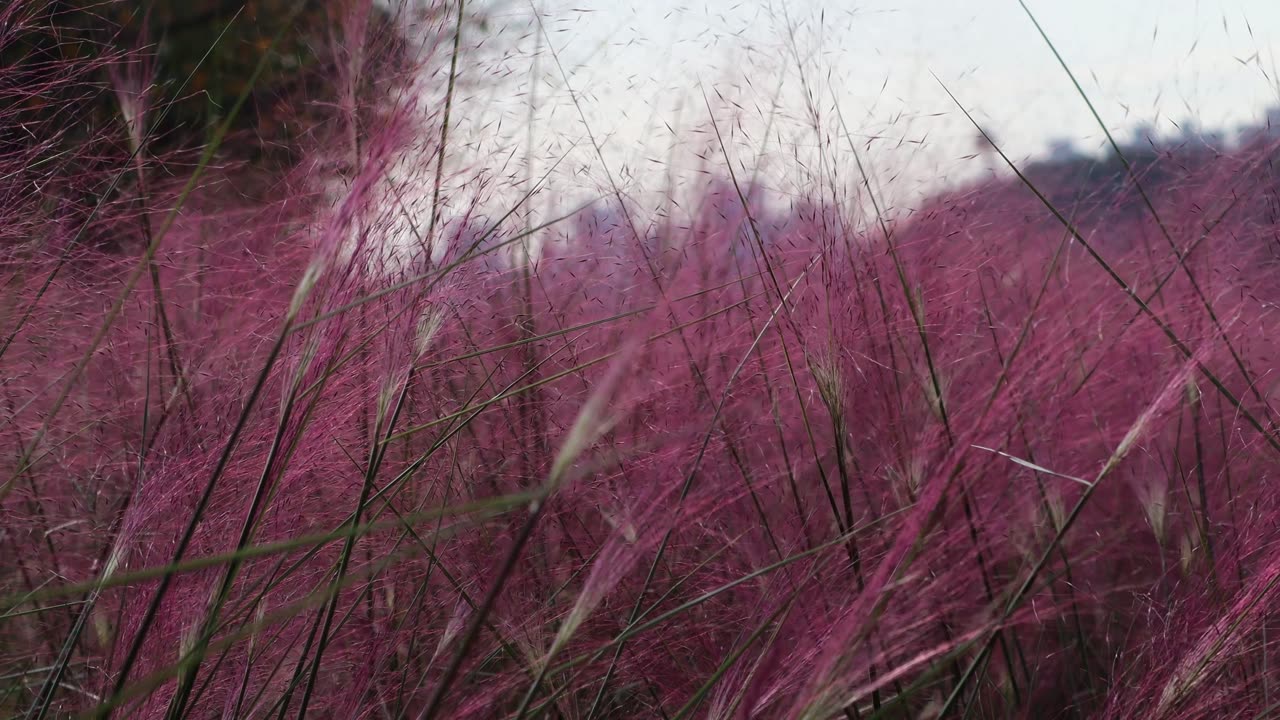 Pink muhly sways in the wind in the autumn fields.