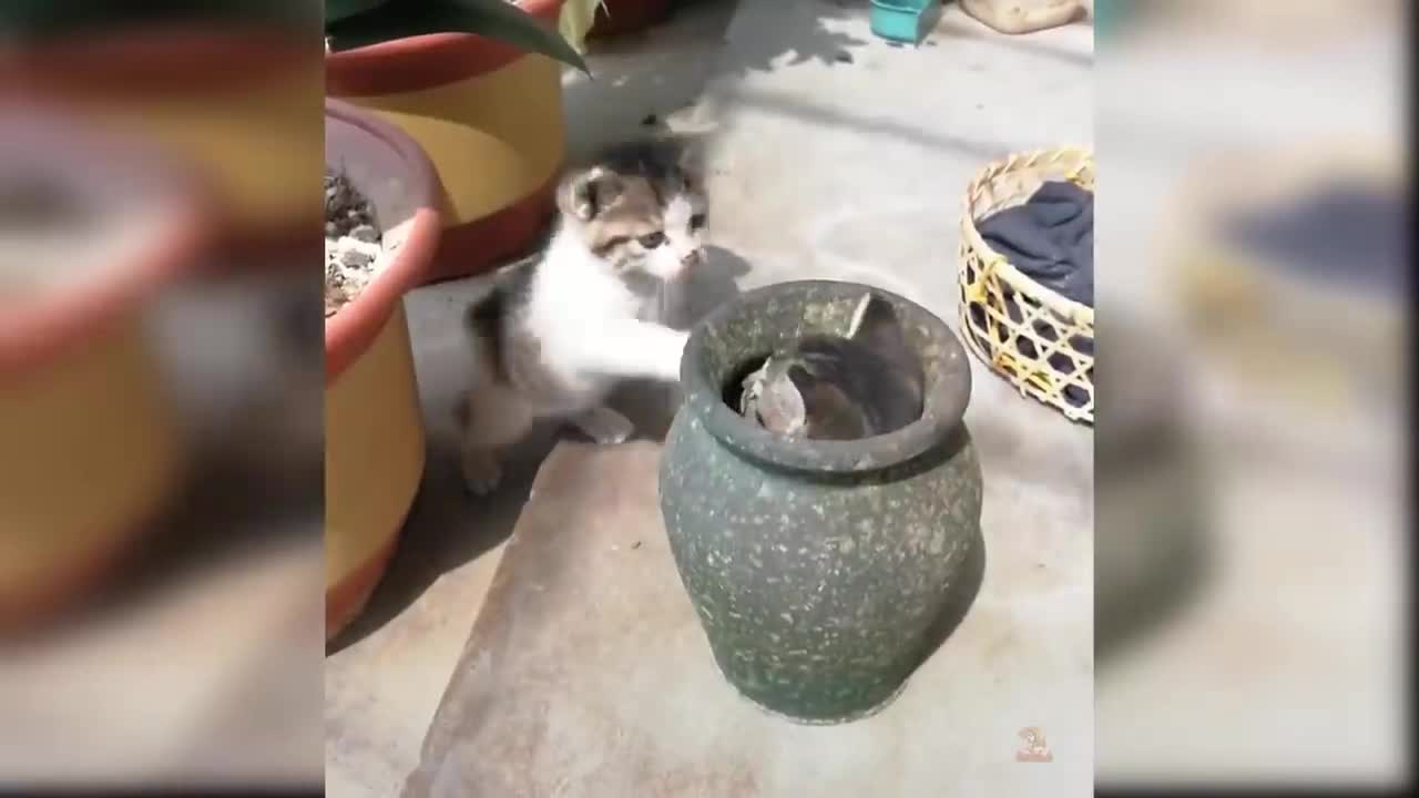 Baby Cats Cute and Funny Cat Videos - Compilation
