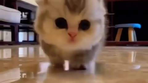 Cute baby cat | Funny pet club