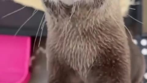 Lovely otter