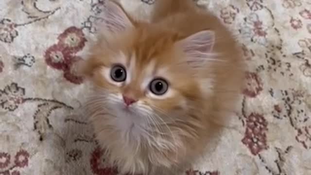 cute cat shorts❤#shorts #cat #cutecat