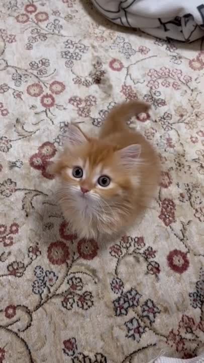 cute cat shorts❤#shorts #cat #cutecat