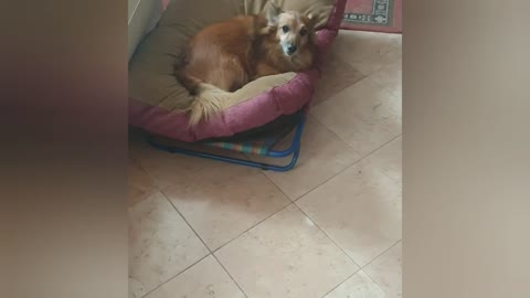 La la dog goes to school 🐶📚