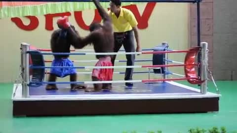 Monkey Boxing