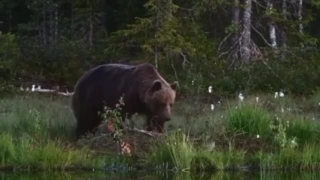 Bear Walking in the Divine Forest