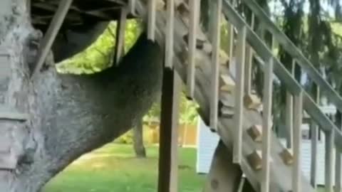 This is a dog who likes to fly, brave dog
