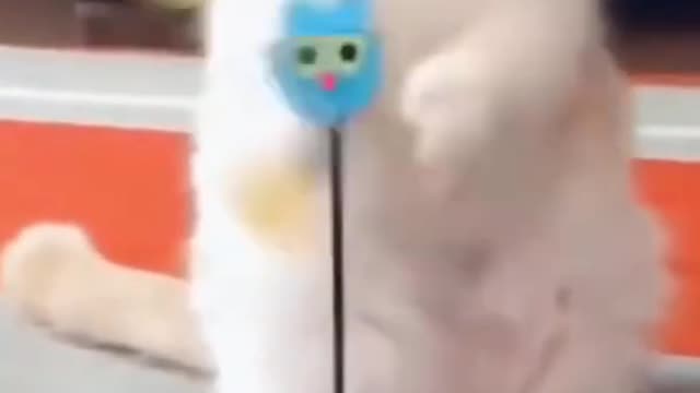 Try not to laugh[funny cat and dog]