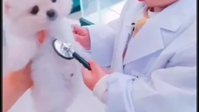 A little doctors when nursing a dog