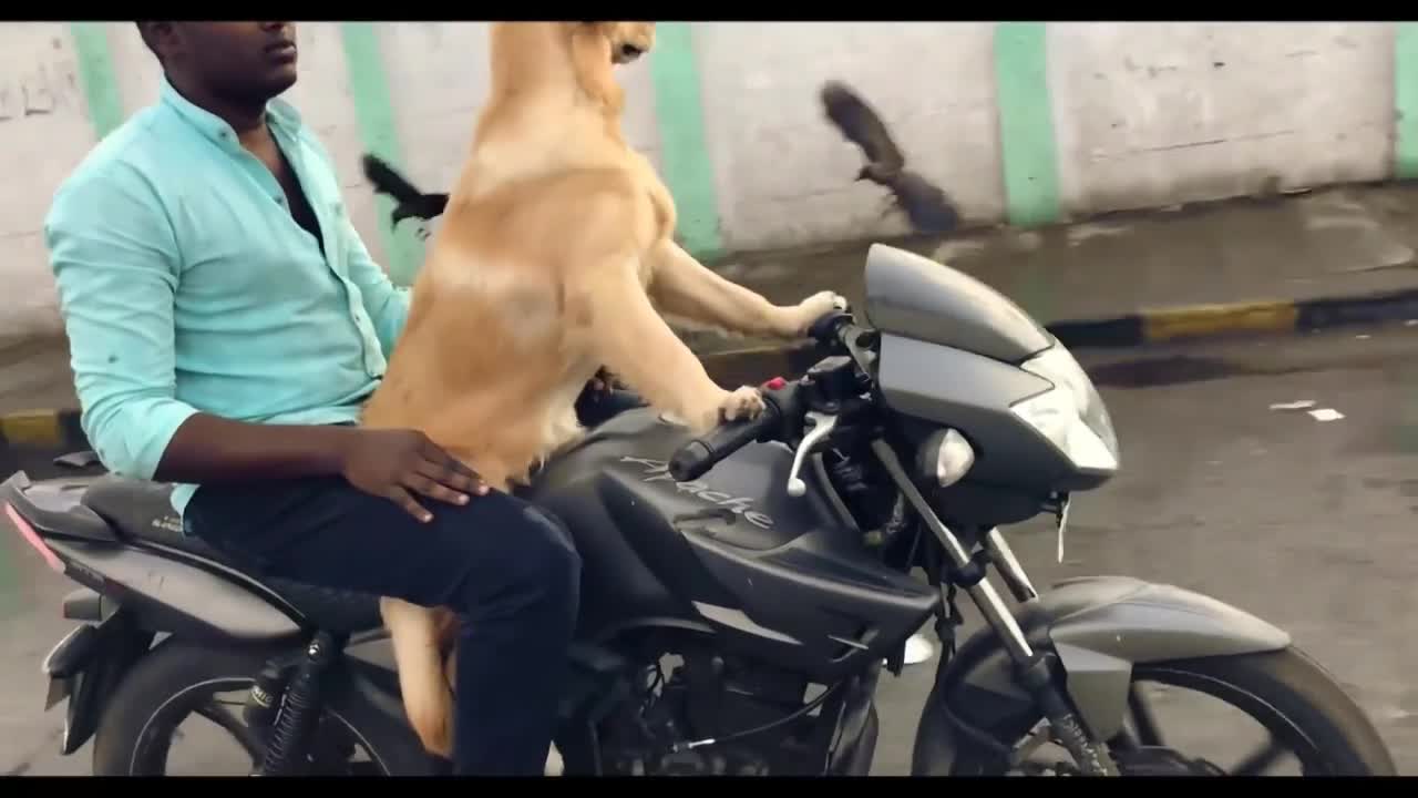 OMG 🤯😱 This Dog Can Drive A Bike🏍