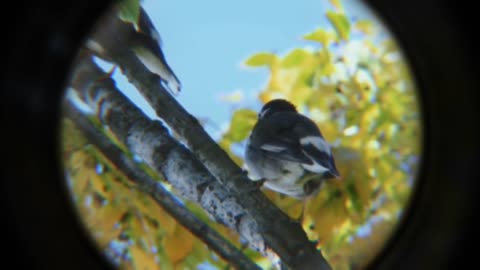 birds on the branch